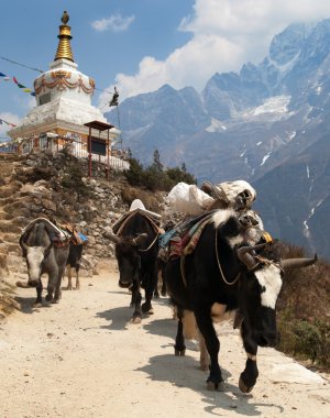 Yaks ve stupa kervanı görünümü