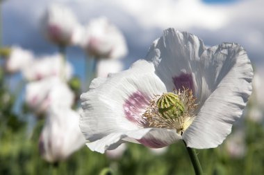 Çiçekli afyon haşhaş papaver somniferum 'un detayları