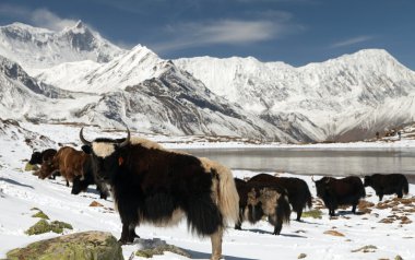 Annapurna alanında karda yaks sürüsü