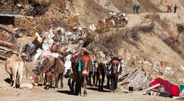 Caravan of mules with goods - Western Nepal — Stock Photo, Image