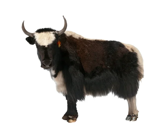 Black and white yak — Stock Photo, Image