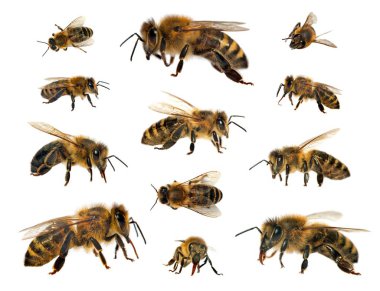 Beyaz arka planda Latin Apis Mellifera, Avrupai ya da batı bal arısı seti