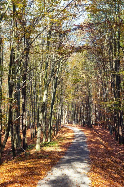 Autumn Forest Road Deciduous Beech Forest Chriby Czech Republic — Stock Photo, Image