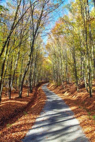 Çek Cumhuriyeti Chriby Kayın Ormanlarında Sonbahar Ormanı Yolu — Stok fotoğraf