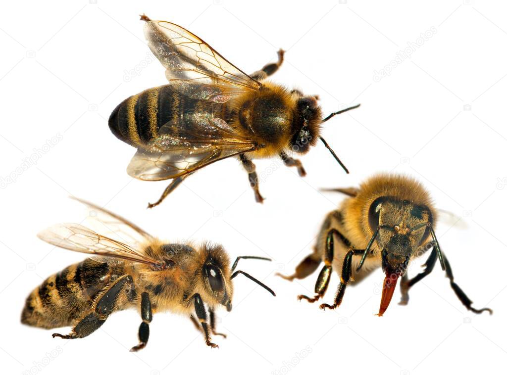 Set of tree bees or honeybees in Latin Apis Mellifera, european or western honey bee isolated on the white background 