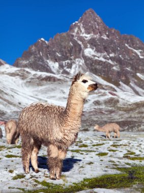 Lama ya da lama, otlak, And Dağları, Peru 'daki bir grup lama. 
