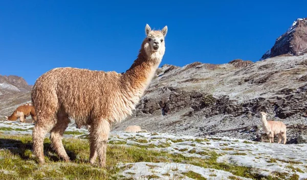 Lama Lama Groep Lama Weilanden Andesgebergte Peru — Stockfoto