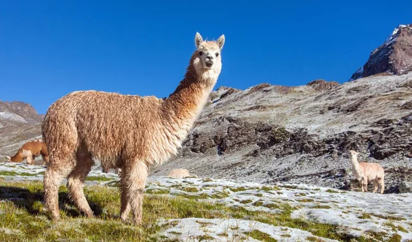 Llama Lama Grupo Lamas Pastagens Cordilheira Dos Andes Peru — Fotografia de Stock