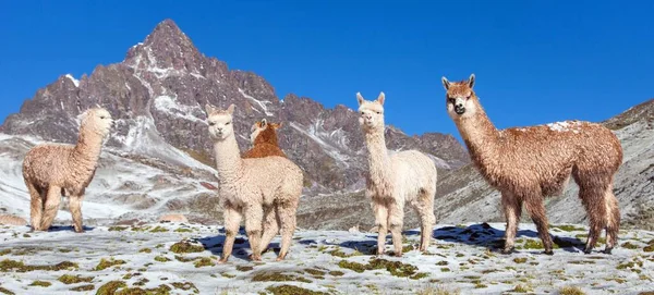 Lama Lub Lama Grupa Lamów Pastwiskach Andy Peru — Zdjęcie stockowe