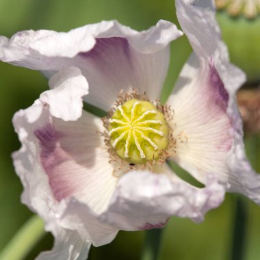 Çiçek açan afyon haşhaş papaver somniferum, beyaz renkli gelincik çiçeği Çek Cumhuriyeti 'nde yetişir.