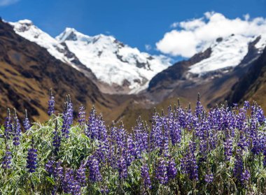 Lupinus çiçekleriyle Saksarayuq Dağı, And Dağları, Machu Picchu yakınlarındaki Choquequirao yürüyüş yolu, İnka patikası, Peru 'daki Cuzco veya Cusco bölgesi 