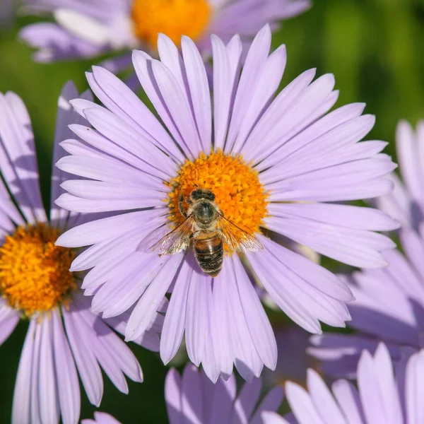 Detail Der Biene Oder Honigbiene Lateinischer Sprache Apis Mellifera Europäische — Stockfoto