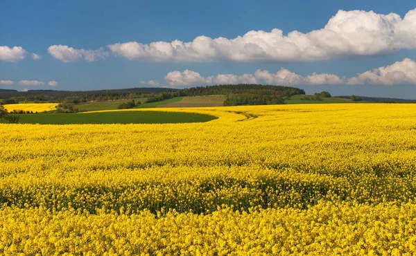 Colza Canola Colza Campo Latim Brassica Napus Com Belas Nuvens — Fotografia de Stock