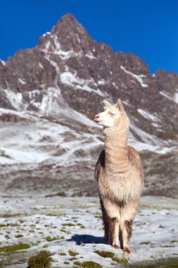 Çayırlarda lama ya da lama, And Dağları, Peru 