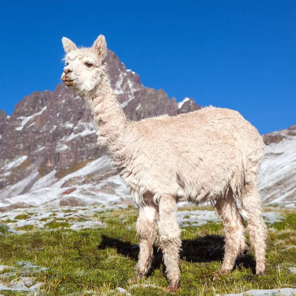 Llama Lama Pastagens Montanhas Dos Andes Peru — Fotografia de Stock