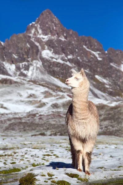 Çayırlarda lama ya da lama, And Dağları, Peru 
