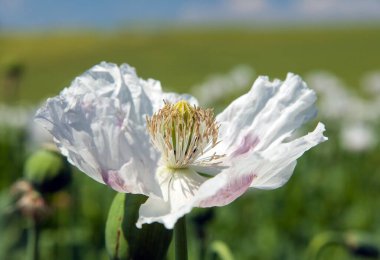 Çiçek açan afyon haşhaş papaver somniferum, beyaz renkli gelincik çiçeği Çek Cumhuriyeti 'nde yetişir.