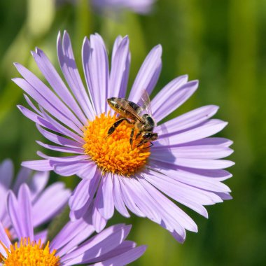 Latin Apis Mellifera, Avrupai ya da batı bal arısı sarı mor ya da mavi çiçekte oturan arı ya da bal arısının ayrıntıları