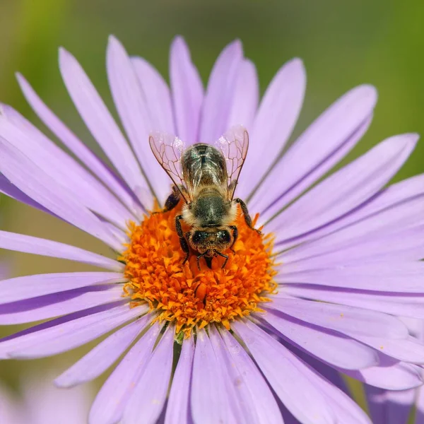 Detalle Abeja Abeja Latín Apis Mellifera Abeja Europea Occidental Miel — Foto de Stock