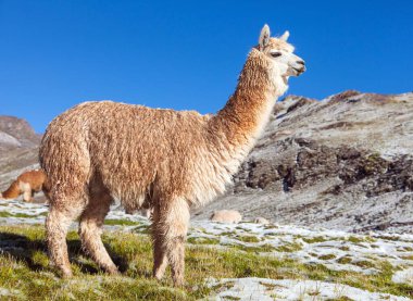 Çayırlarda lama ya da lama, And Dağları, Peru 