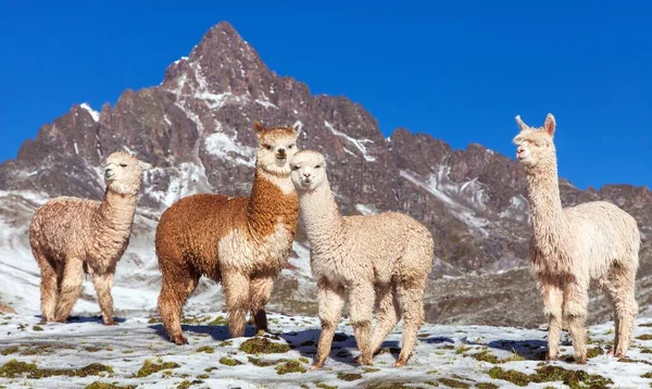 Llama Lama Grupo Lamas Pastagens Cordilheira Dos Andes Peru — Fotografia de Stock