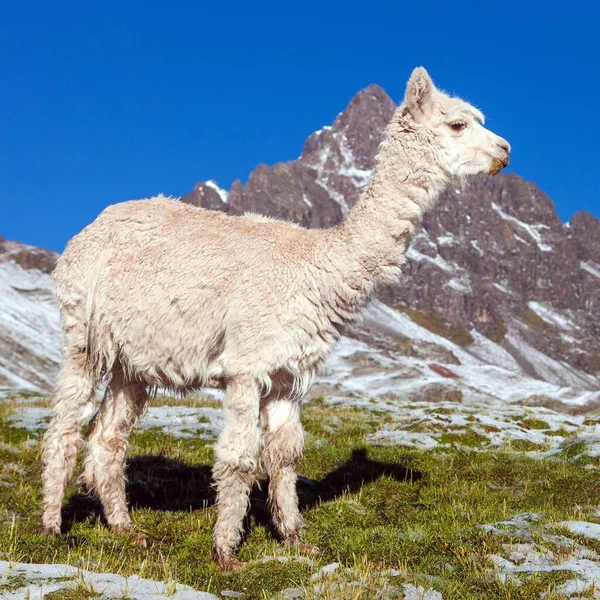 Lama Lub Lama Pastwisku Andy Peru — Zdjęcie stockowe