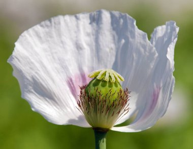 Çiçek açan afyon haşhaş papaver somniferum, beyaz renkli gelincik çiçeği Çek Cumhuriyeti 'nde yetişir.