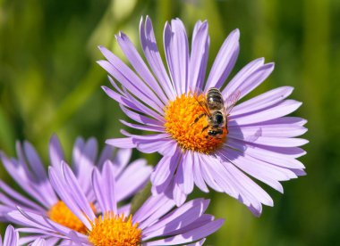 Latin Apis Mellifera, Avrupai ya da batı bal arısı sarı mor ya da mavi çiçekte oturan arı ya da bal arısının ayrıntıları