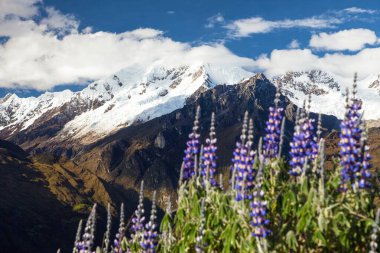Lupinus çiçekleriyle Saksarayuq Dağı, And Dağları, Machu Picchu yakınlarındaki Choquequirao yürüyüş yolu, İnka patikası, Peru 'daki Cuzco veya Cusco bölgesi 