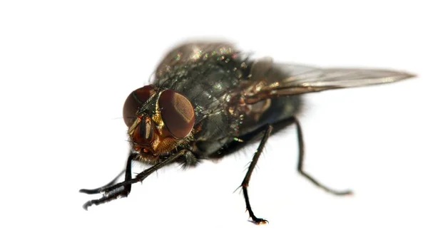 Fly Red Eyes Closeup Fly Isolatet White Background — Stock Photo, Image