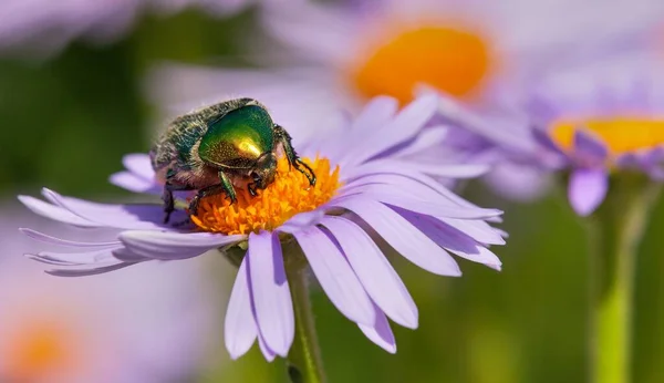 Green Rose Flower Chafer Latin Cetonia Aurata Insect Sitting Pollinated — Stock Photo, Image