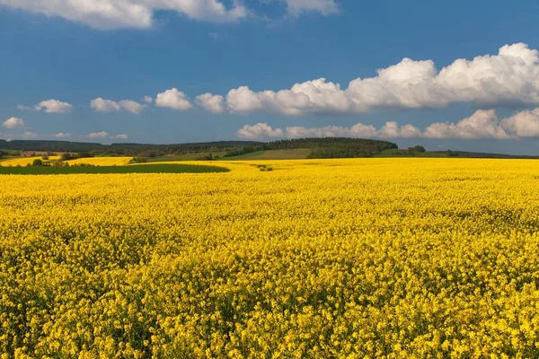 Rapeseed Canola Colza Field Latin Brassica Napus Beautiful Clouds Sky — Stock Photo, Image