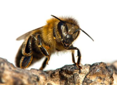Beyaz arka planda Latin Apis Mellifera 'da arı ya da bal arısı ayrıntıları var.