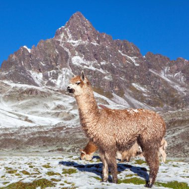 Çayırlarda lama ya da lama, And Dağları, Peru 