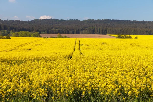 Field Rapeseed Canola Colza Latin Brassica Napus Rape Seed Plant — Stock Photo, Image