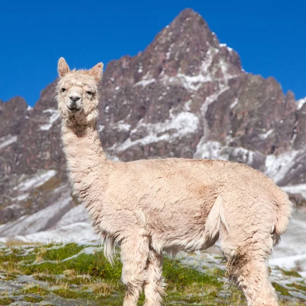 Lama Eller Lama Betesmark Anderna Peru — Stockfoto