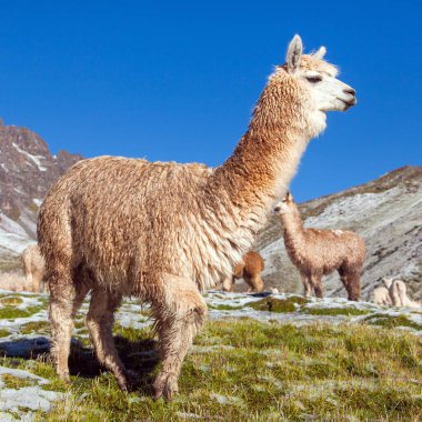 Lama ya da lama, otlak, And Dağları, Peru 'daki bir grup lama. 