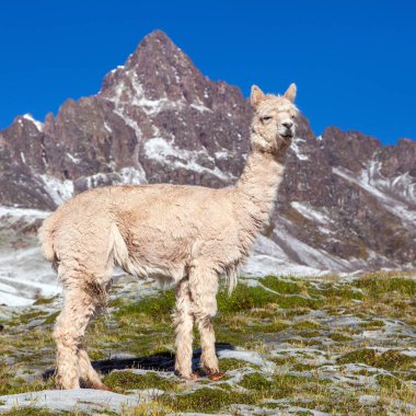 Çayırlarda lama ya da lama, And Dağları, Peru 
