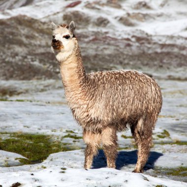 Çayırlarda lama ya da lama, And Dağları, Peru 