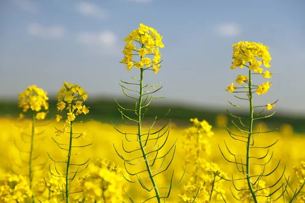 Szczegół Kwitnącej Rzepaku Rzepaku Rzepaku Lub Rzepiku Języku Łacińskim Brassica — Zdjęcie stockowe