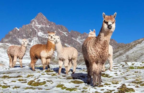 Llama Lama Grupo Lamas Pastagens Cordilheira Dos Andes Peru — Fotografia de Stock