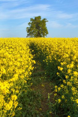 Latin Brassica Napus 'ta kolza, kolza ve kolza tarlası yolu ve ıhlamur ağacı baharı altın çiçek tarlası. 