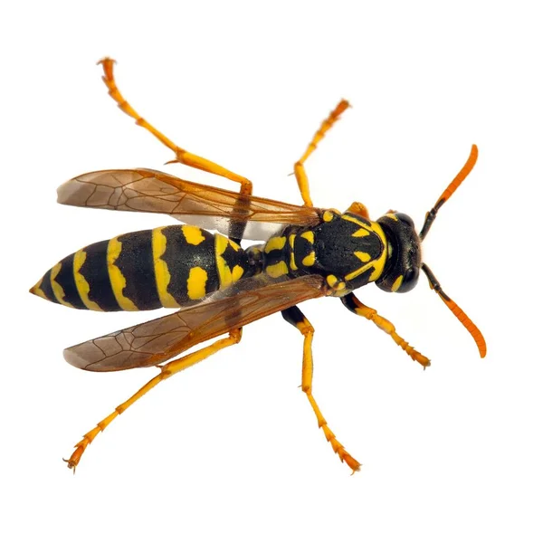 European Wasp German Wasp German Yellowjacket Isolated White Background Latin — Φωτογραφία Αρχείου