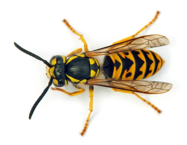 European Wasp German Wasp German Yellowjacket Isolated White Background Latin — Φωτογραφία Αρχείου