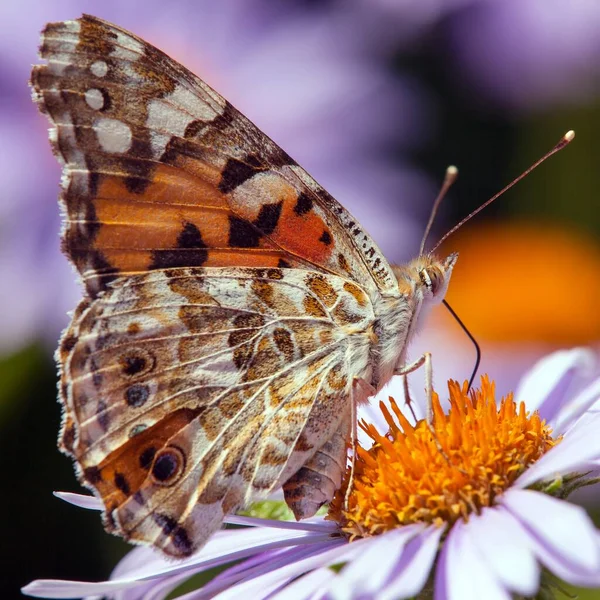 Blick Auf Schmetterling Sitzt Auf Blauer Blume — Stockfoto