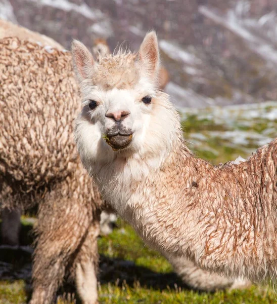 llama or lama, one animal head portrait, Andes mountains, Peru