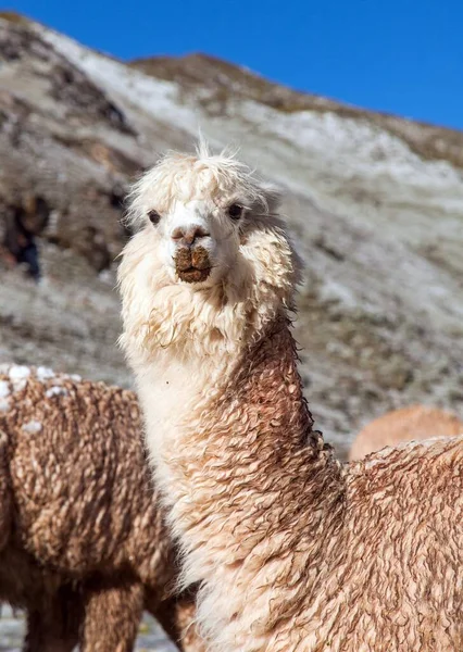 Lama Eller Lama Ett Djurhuvudporträtt Andernas Berg Peru — Stockfoto