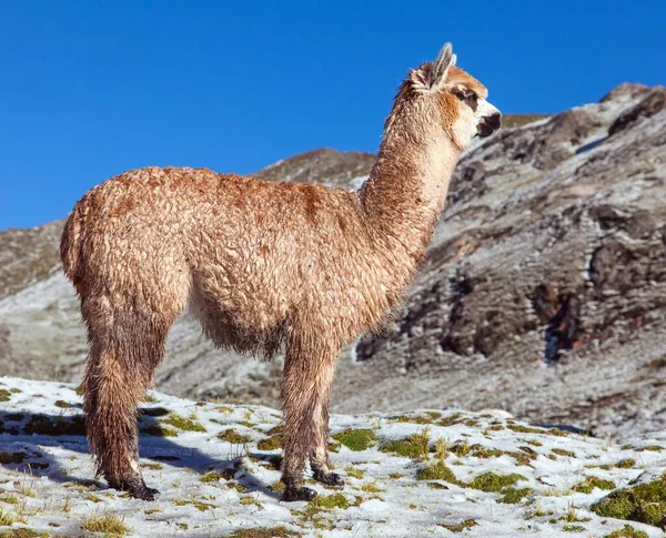 Lama Lub Lama Pastwisku Andy Peru — Zdjęcie stockowe