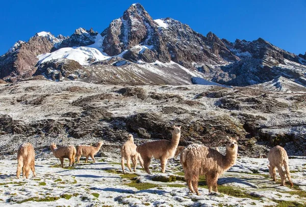 Llama Lama Group Lamas Pastureland Andes Mountains Peru — Stock Photo, Image
