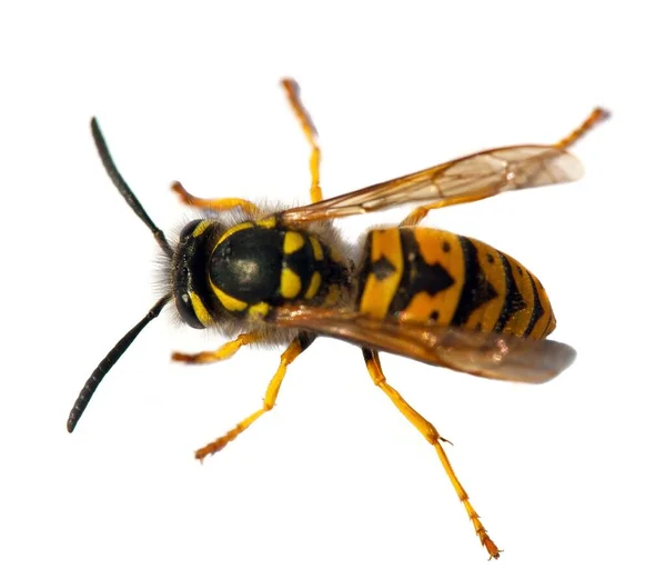 European Wasp German Wasp German Yellowjacket Isolated White Background Latin — Φωτογραφία Αρχείου